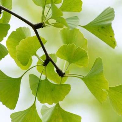 Ginko leaves